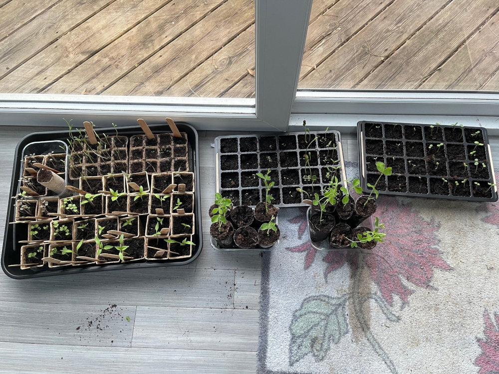 seedlings