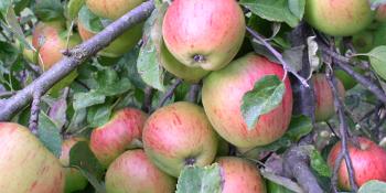 Apples
